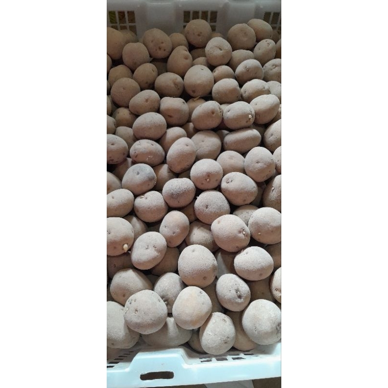 Jual Bibit kentang g2 granola L per krat (15kg) Shopee Indonesia