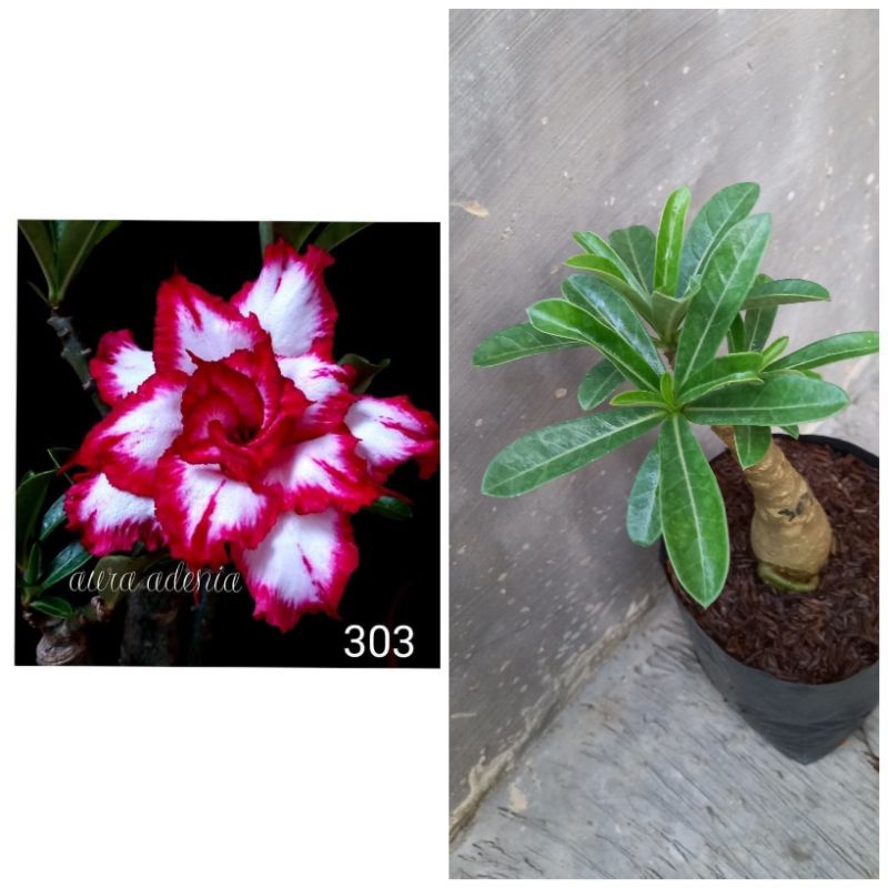 Jual Adenium Bunga Tumpuk | Shopee Indonesia