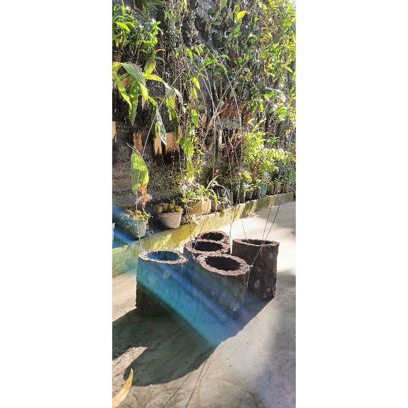 Jual pot batang pakis + cantolan 50cm | Shopee Indonesia