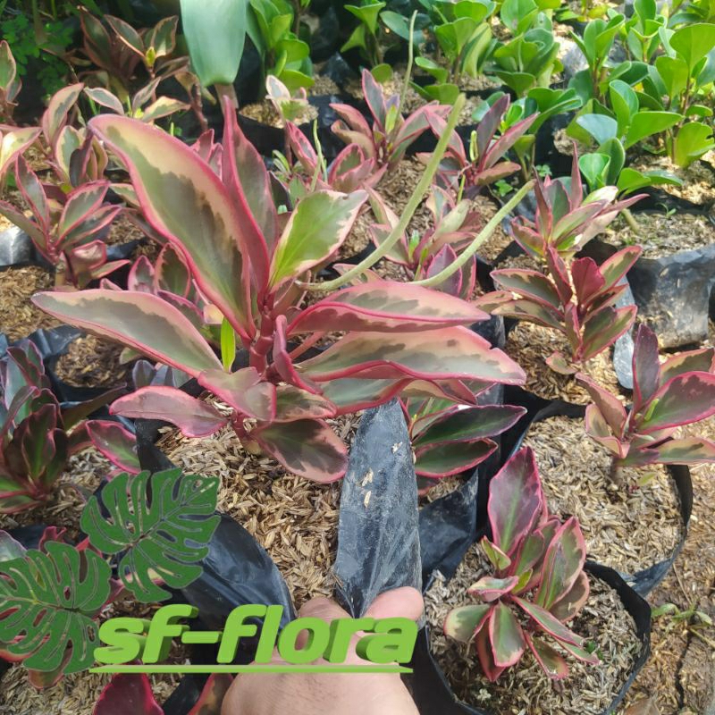 Jual Tanaman Hias Peperomia Tricolor -Teplan merah-peperomia Tricolor ...