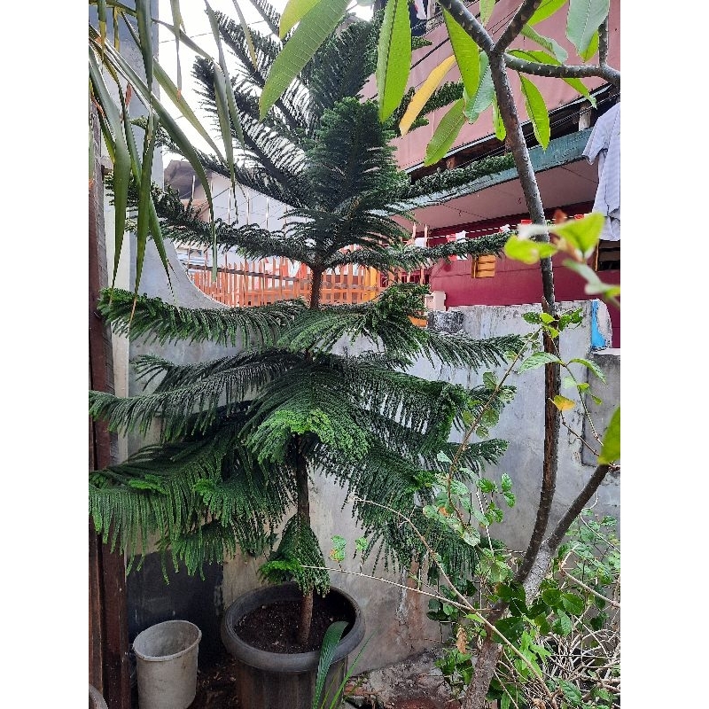 Jual pohon cemara Norfolk besar. pot. tanah | Shopee Indonesia
