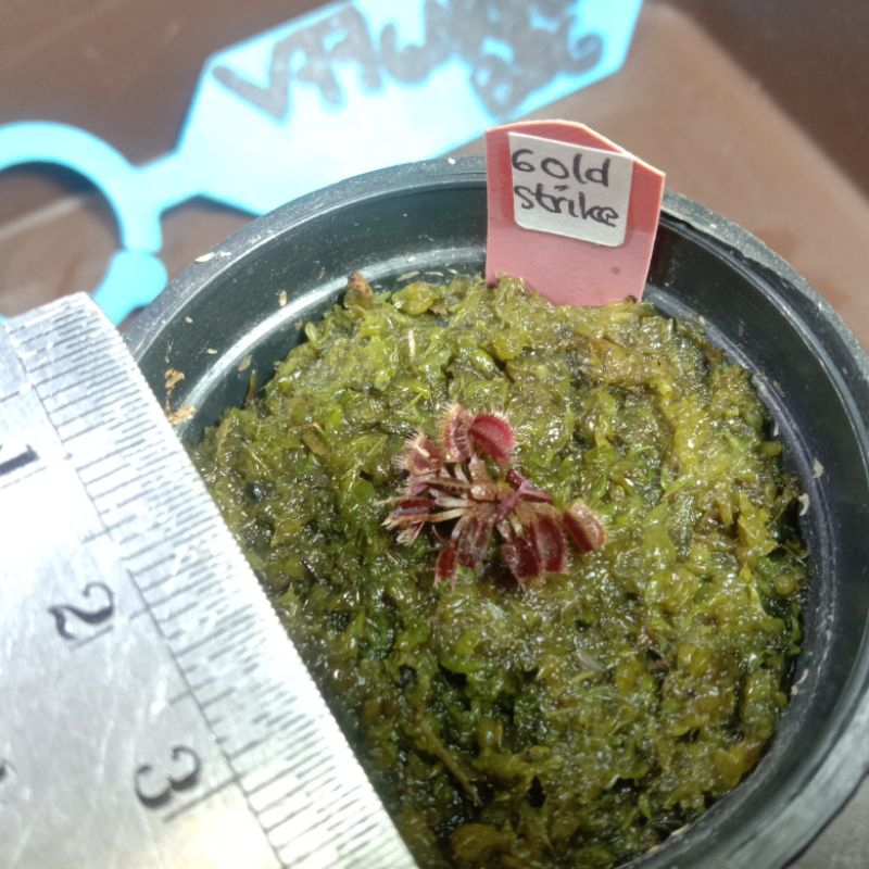 Jual Venus Flytrap Gold/Golden Strike plus Pot Mini 5 Cm Bulat | Shopee ...