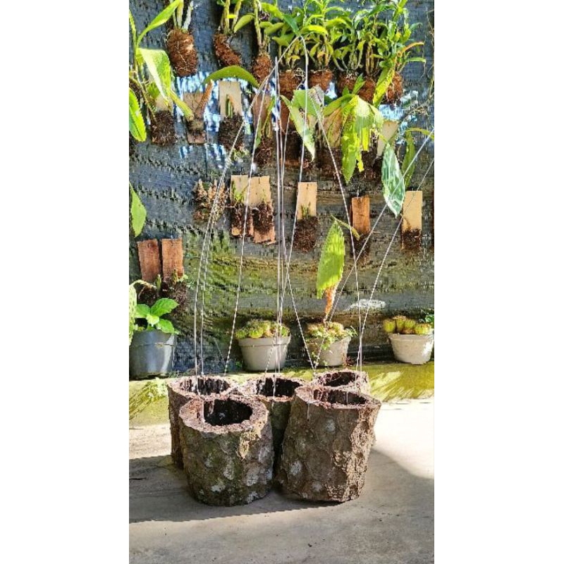 Jual pot batang pakis + cantolan 50cm | Shopee Indonesia