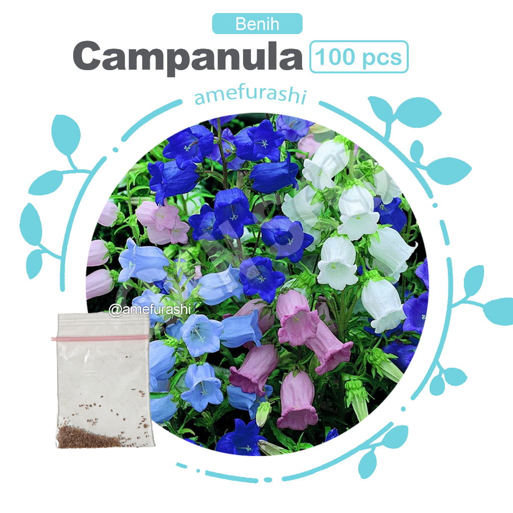 Jual Amefurashi 100 Benih Bibit Biji Bunga CUP AND SAUCER Mixed ...