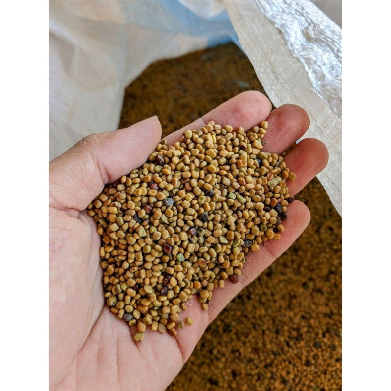 Jual Calopogonium Mucunoides Biji CM Benih Kalopo Benih rumput LCC ...