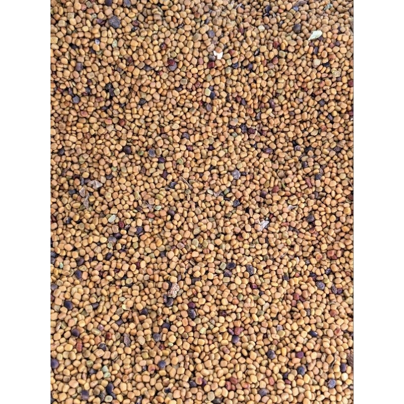 Jual Calopogonium Mucunoides Biji CM Benih Kalopo Benih rumput LCC ...