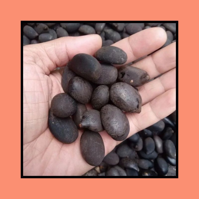 Jual Bibit Biji Aren Genjah Original Varietas Unggul Biji Shopee Indonesia