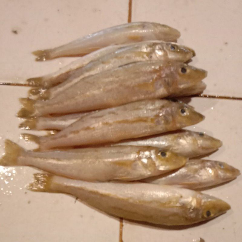 Jual ikan burujung kaca piring | Shopee Indonesia