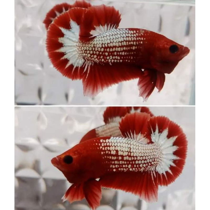 Jual Sepasang fccp red head | Shopee Indonesia