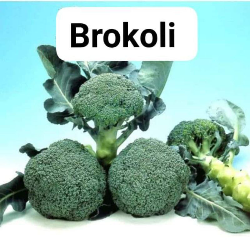 Jual Benihbiji Sayur Brokoli Hijau Super Shopee Indonesia 6600