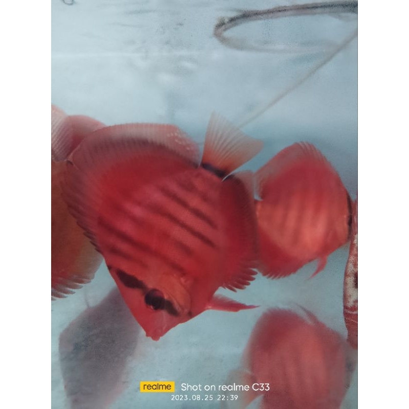 Jual Styrofoam dan Discus sun merah 2 inchi dengan kualitas terbaik ...
