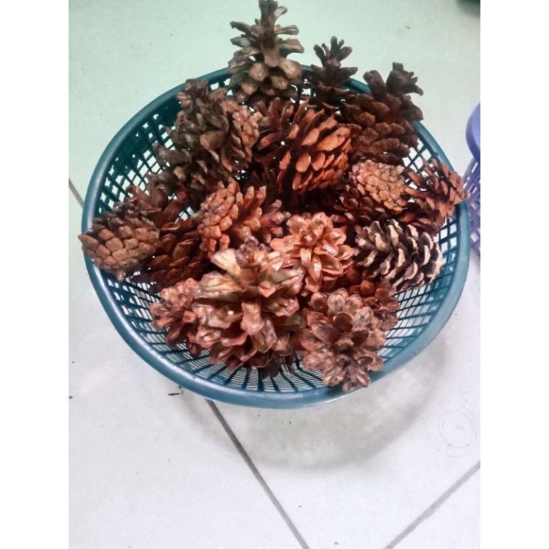 Jual buah pinus bunga pinus kering kiloan (200gr) Realpict | Shopee ...