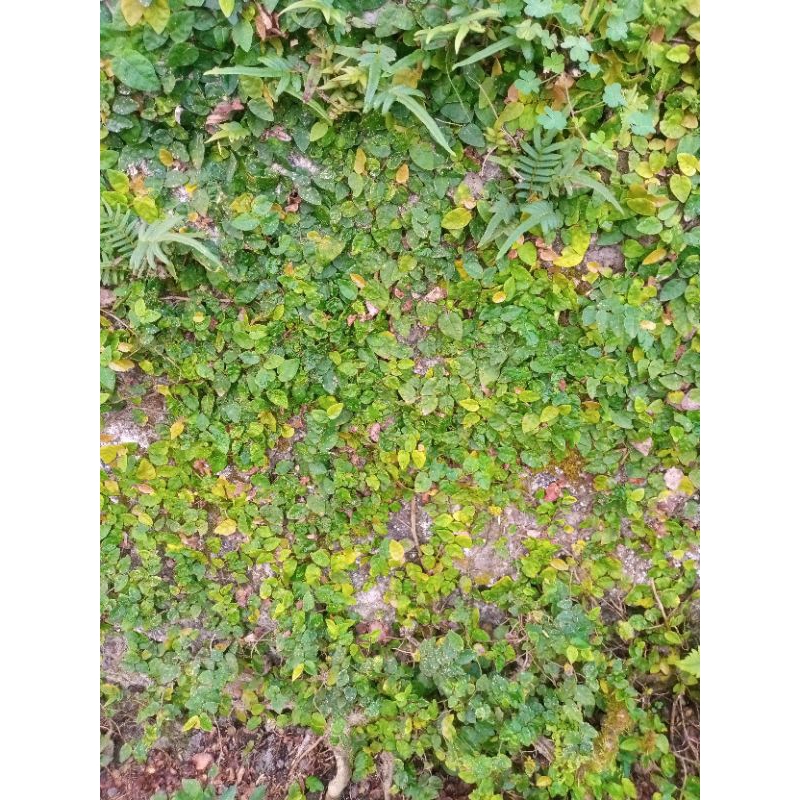 Jual tanaman dolar rambat/ficus pumila (daun kecil) | Shopee Indonesia