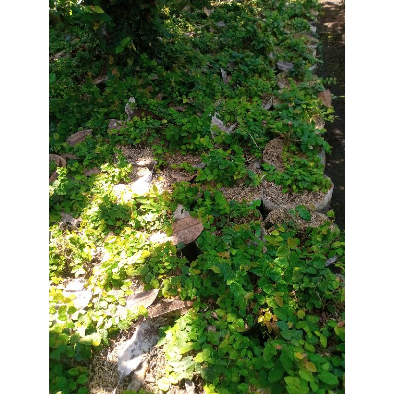 Jual tanaman dolar rambat/ficus pumila (daun kecil) | Shopee Indonesia