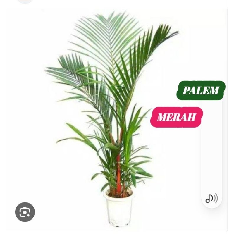 Jual Bibit Palem Merah Rumpun | Shopee Indonesia