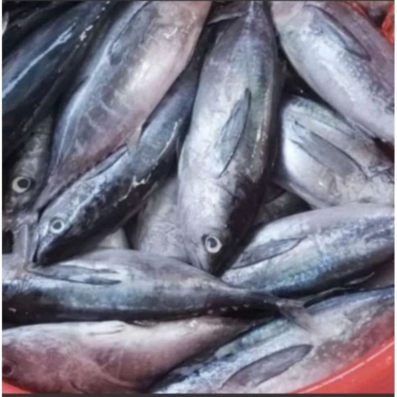 Jual Ikan Tongkol Abu Abu Segar 1 Kg Shopee Indonesia