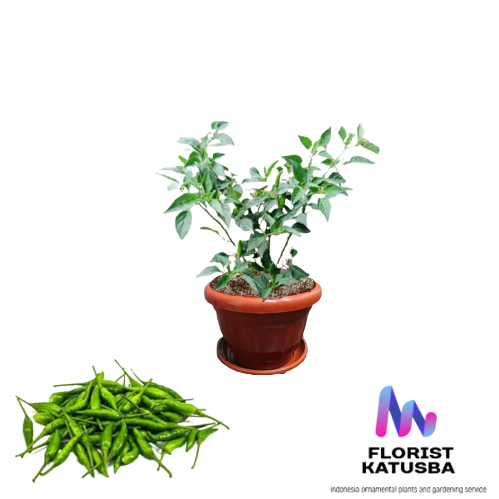 Jual tanaman sayuran cabe rawit hijau pohon cabe pedas | Shopee Indonesia