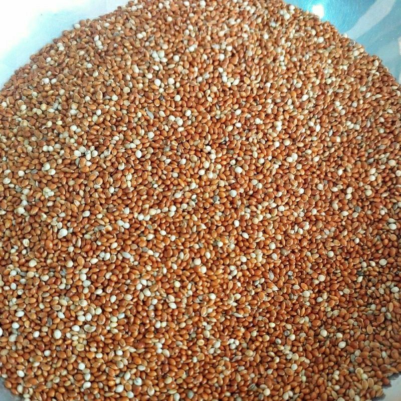 Jual Milet Merah Biji Millet Merah Pakan Burung Kg Pakan Burung