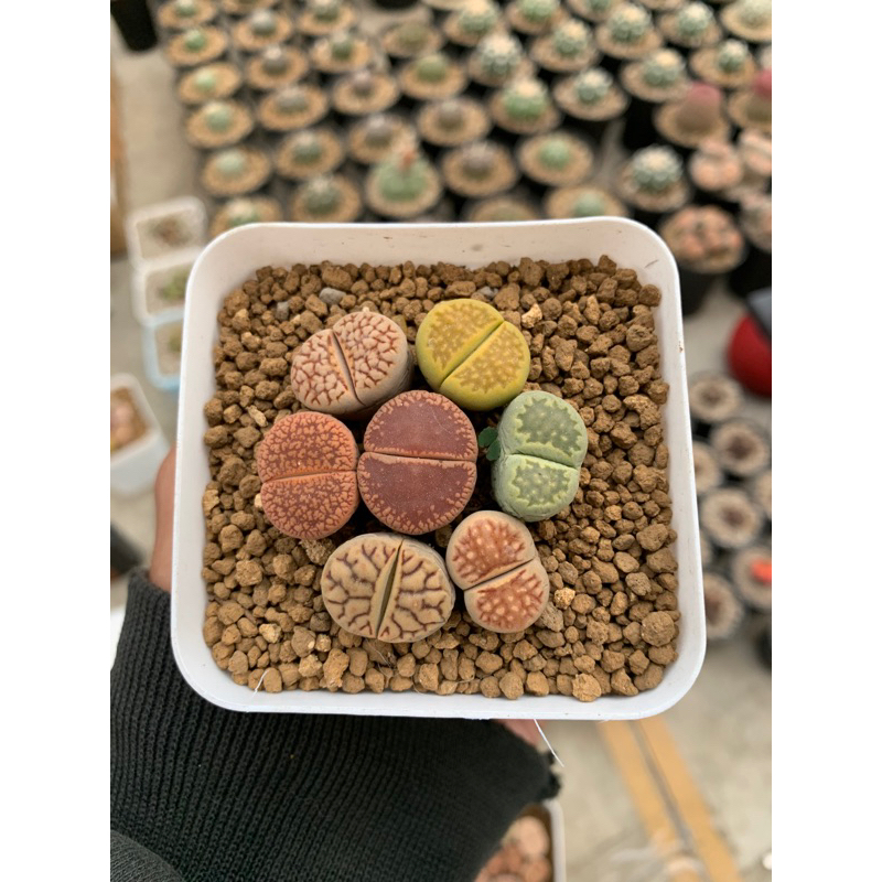 Jual Lithops (living stone) | Shopee Indonesia