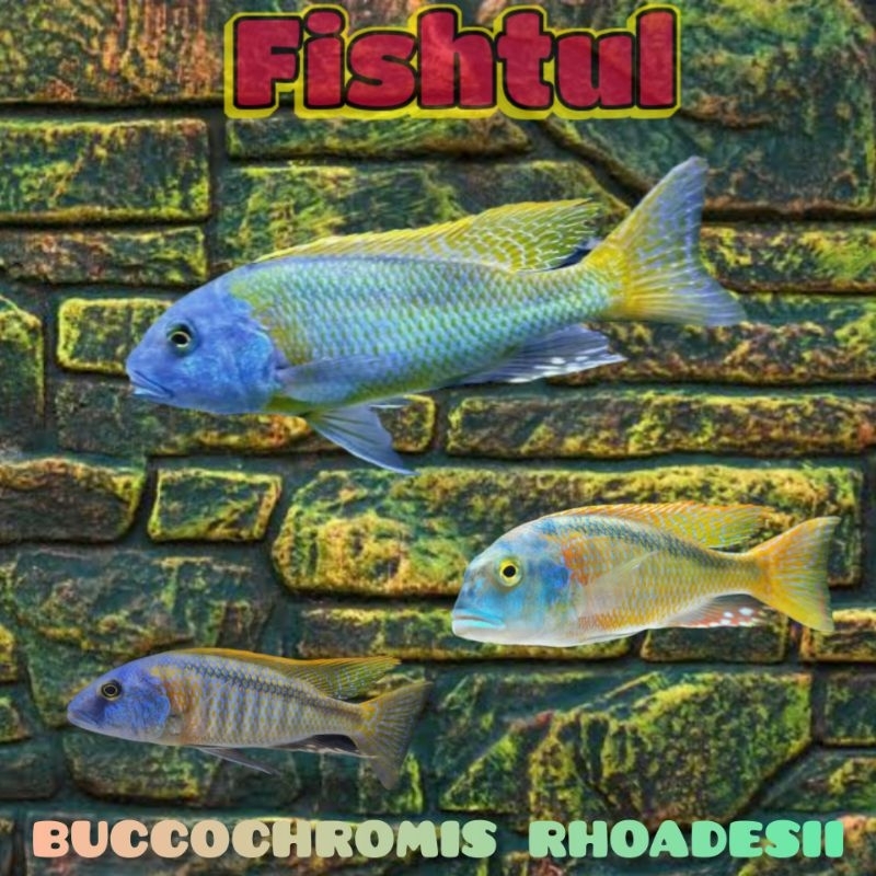 Jual Cichlid Buccochromis Rhoadesii | Shopee Indonesia