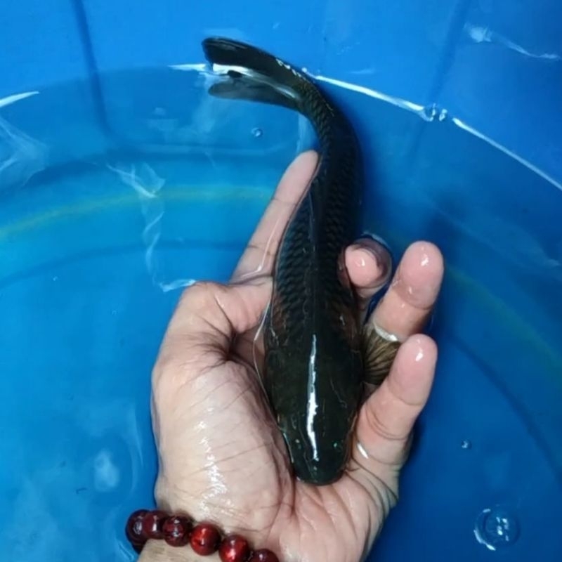 Jual Ikan Koi Blitar Jenis Chagoi Rumah Koi Jakarta Kode 0017