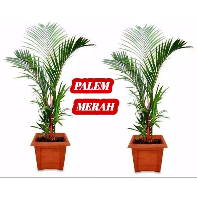 Jual BIBIT PALEM MERAH/ PINANG MERAH RUMPUN | Shopee Indonesia