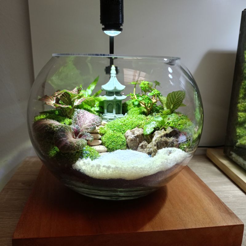 Dụng Cụ Terrarium