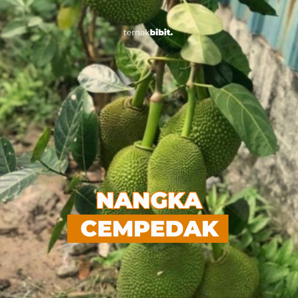 Jual TERNAKBIBIT - Bibit Nangka Cempedak Super Unggul Hasil Okulasi ...