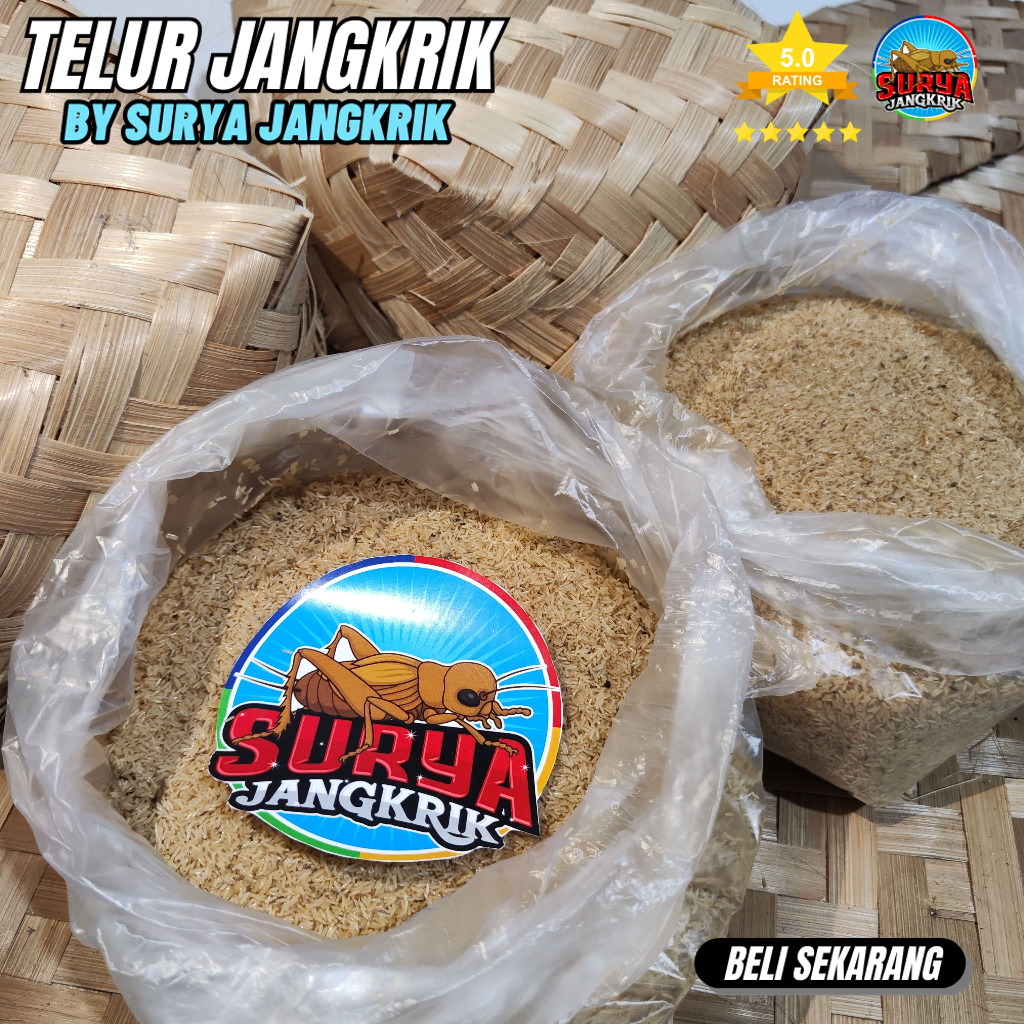 Jual Jual Bibit Jangkrik Alam Kemasan 1 Kg Bibit Jangkrik Dengan