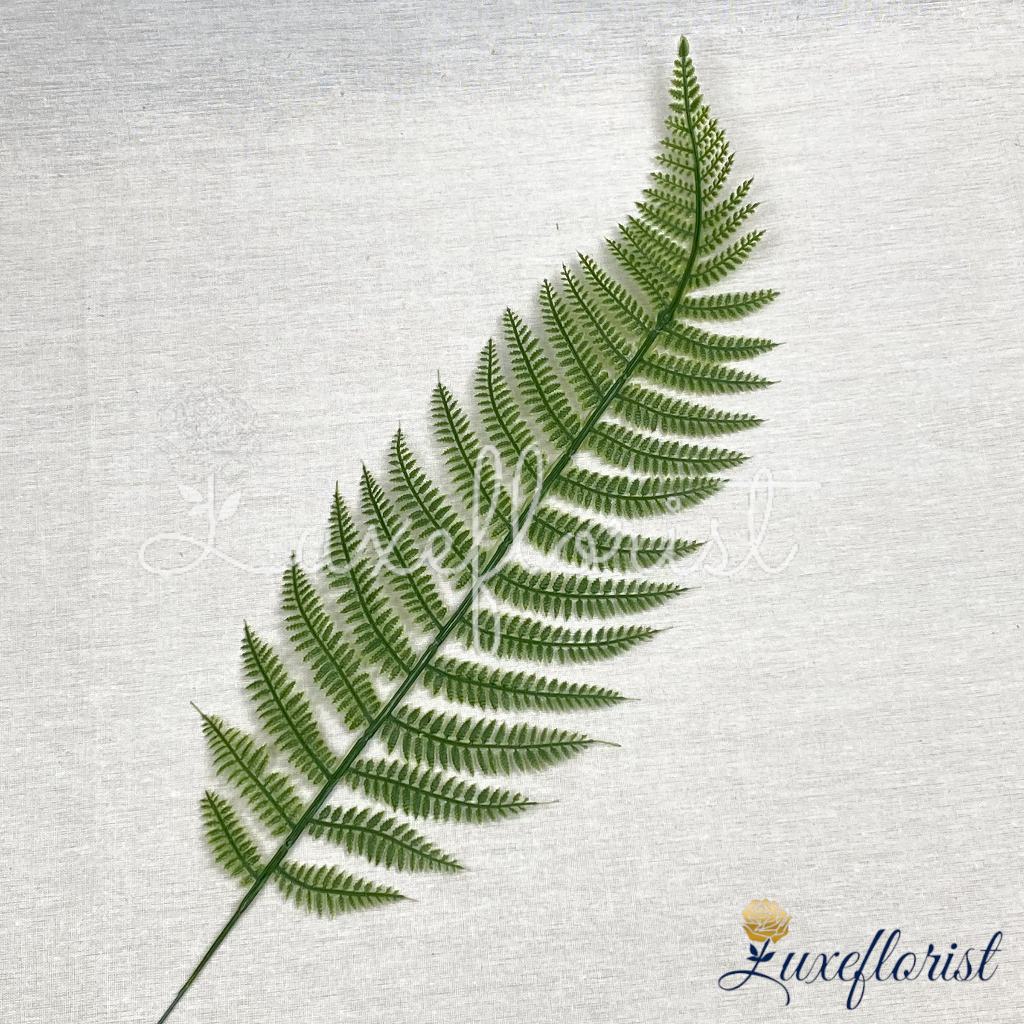 Jual Daun Palm Gerigi Jumbo | Shopee Indonesia
