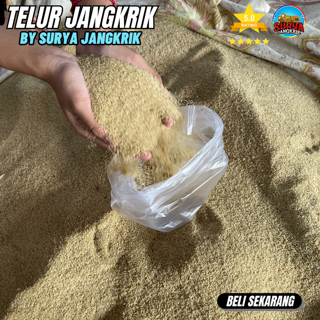 Jual Jual Bibit Jangkrik Super Kemasan 1 Kg Jenis Alam Kualitas Bagus