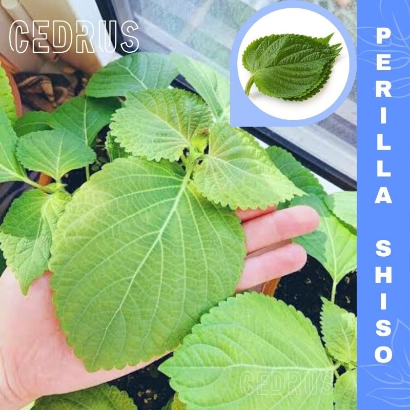 Jual Benih SHISO (isi-22) - Biji Perilla | Shopee Indonesia