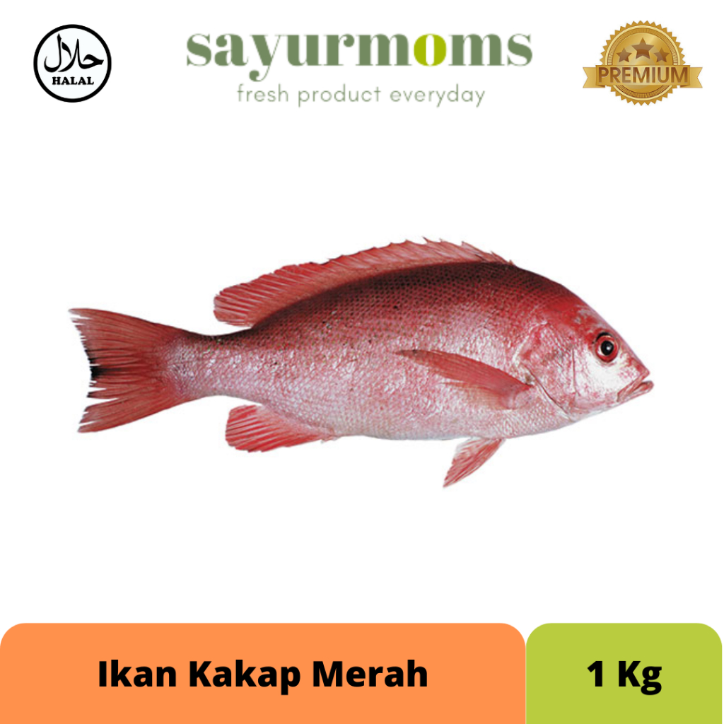 Jual Ikan Kakap Merah 1kg Shopee Indonesia