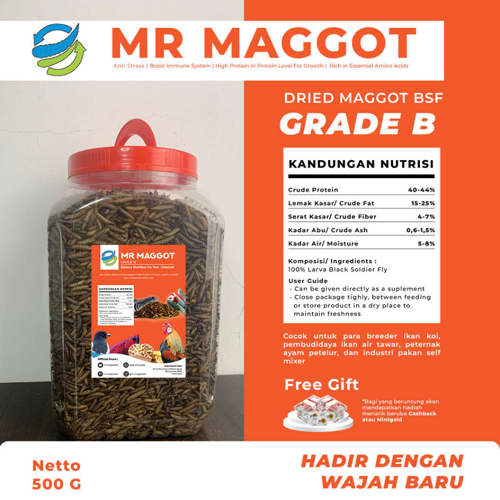 Jual MR Maggot BSF Maggot Magot Kering Grade B G Toples Pakan Ikan Hewan Kesayangan