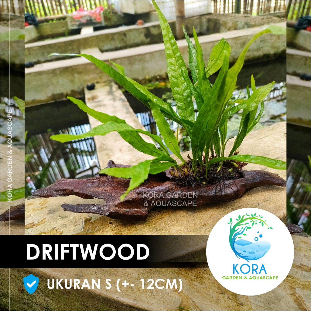 Jual Kayu Rentek / Driftwood Aquascape Hiasan Aquarium Ikan / Predator ...