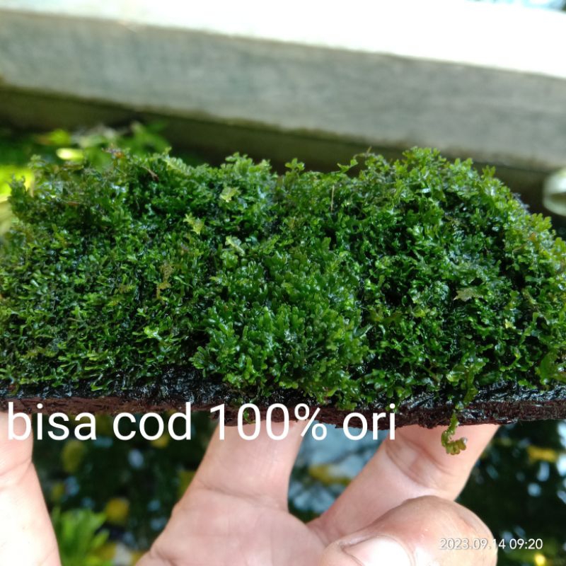 Jual Ricardia Moss Media Lempeng Tanaman Hias Aquascape Shopee Indonesia