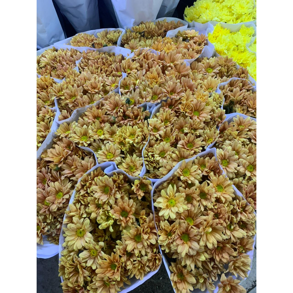 Jual Bunga Aster Potong Jimla Fresh Asli Murah Jakarta Shopee Indonesia