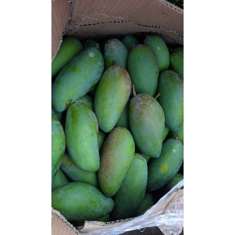 Jual MANGGA KIOJAY (500 - 800 gram) | Shopee Indonesia