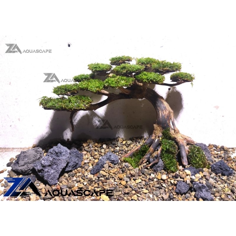Jual Pohon bonsai kayu bonsai aquarium aquascape akar rasamala Shopee