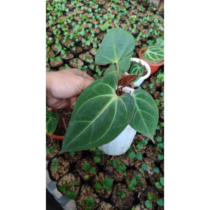 Jual Paket Tanaman Hias Bonsai Monstera Aurea Dan Anthurium Shopee