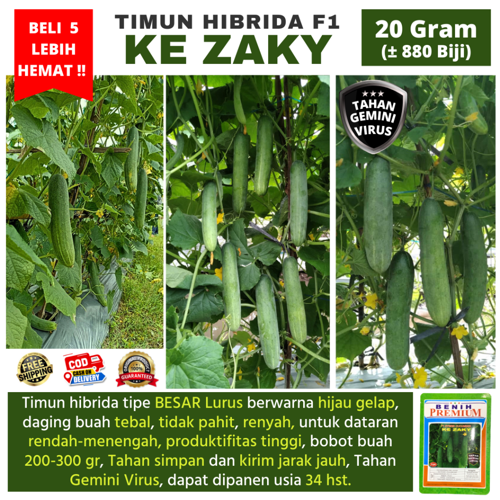 Jual (BELI 3 LEBIH HEMAT) Benih Timun BESAR LURUS Hibrida F1 KE ZAKY 20 ...