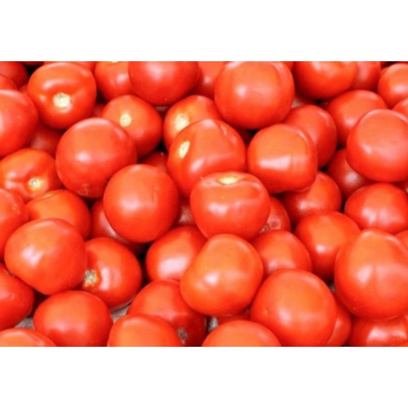 Jual Tomat Super dan Segar | Shopee Indonesia
