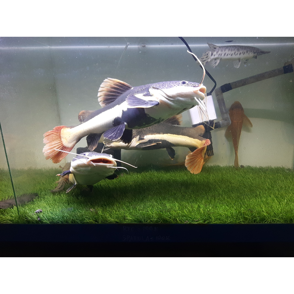 Jual Ikan RTC Red Tail Catfish Jumbo 30-35cm Tankmate Predator Aquarium ...