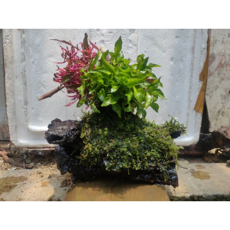 Jual kayu rentek full Moss + tanaman aquascape | Shopee Indonesia