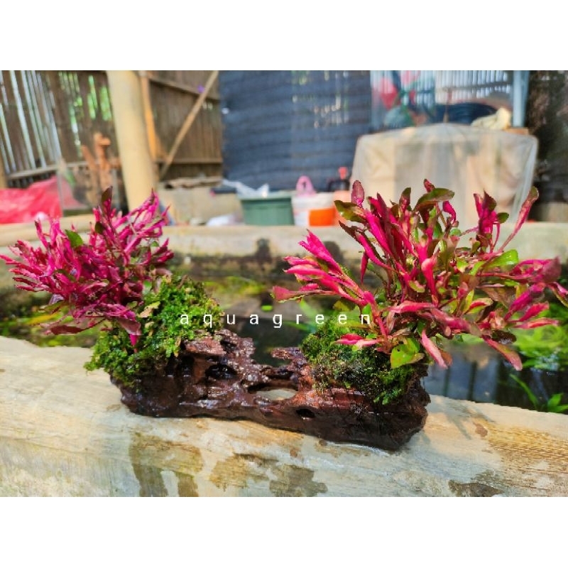 Jual kayu rentek full mos sudah tengelam!! | Shopee Indonesia
