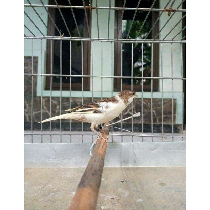 Jual burung kenari warna panda | Shopee Indonesia
