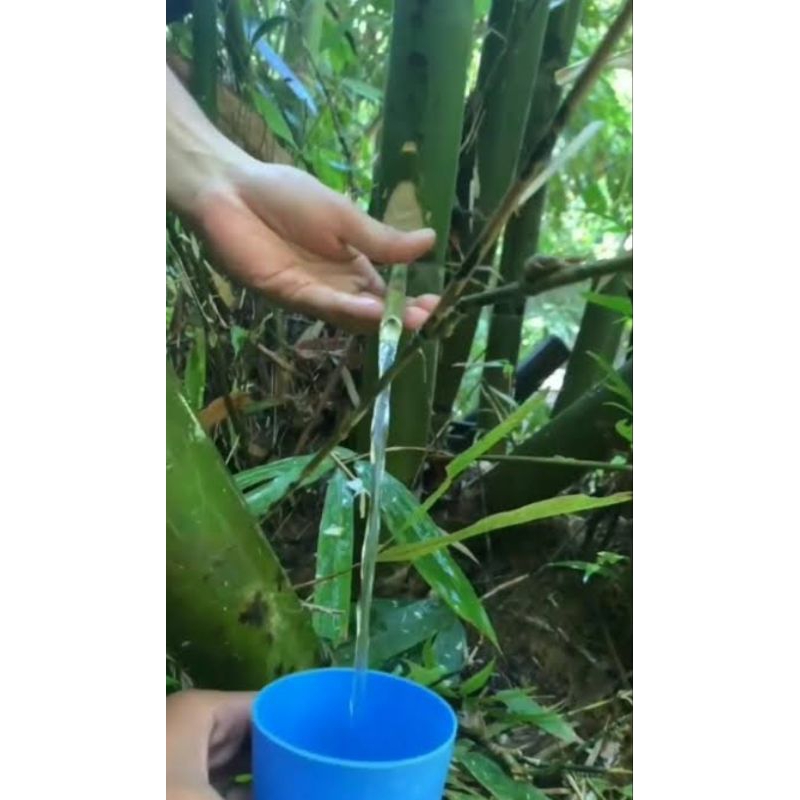 Jual Air Ruas Bambu Murni - Garansi Uang Kembali 330ML | Shopee Indonesia