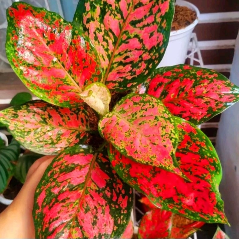 Jual Tanaman hias aglonema Red Anjamani Merah Merona Roset -aglaonema ...