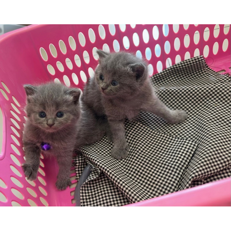 Jual kucing british shorthair/kucing bsh/kitten british shorthair