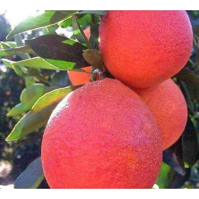 Jual jeruk red pamelo siap tanam dan cepat berbuah | Shopee Indonesia